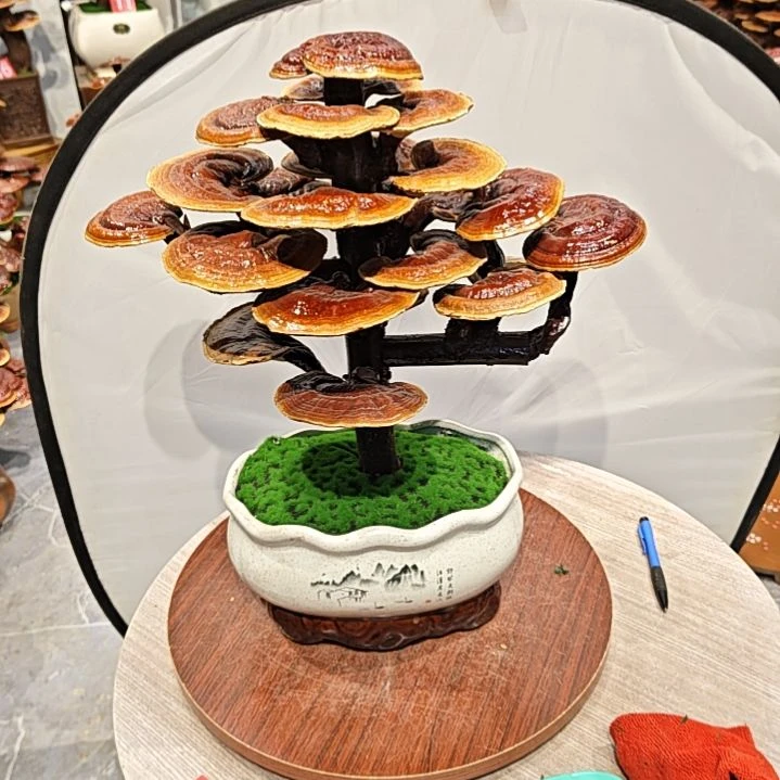 灵芝盆景高端大气上档次