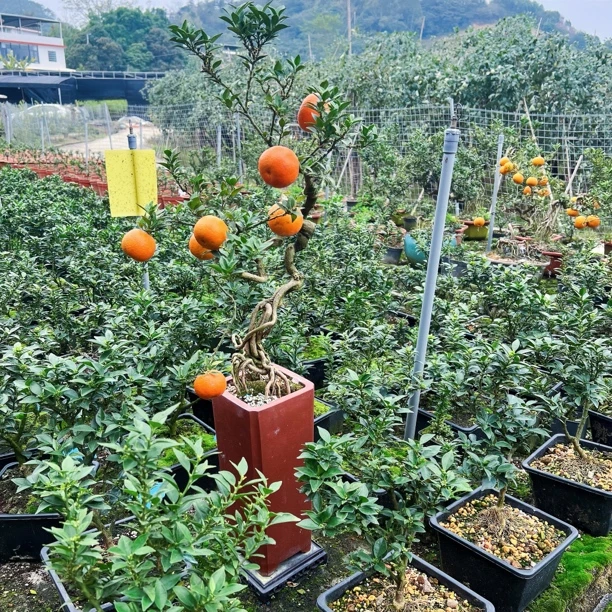 日本八房柑盆景名贵品种可盆栽地栽带土杨梅带也新鲜植物精品