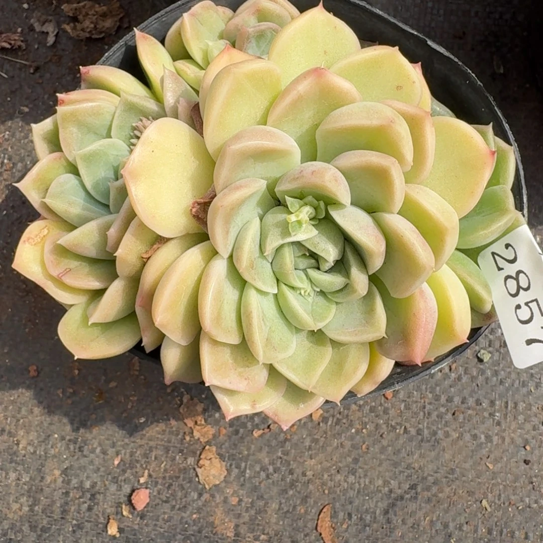 2857杂交多肉植物基地12冠
