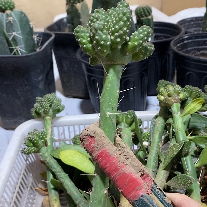 大青叶嫁接小型足球团扇