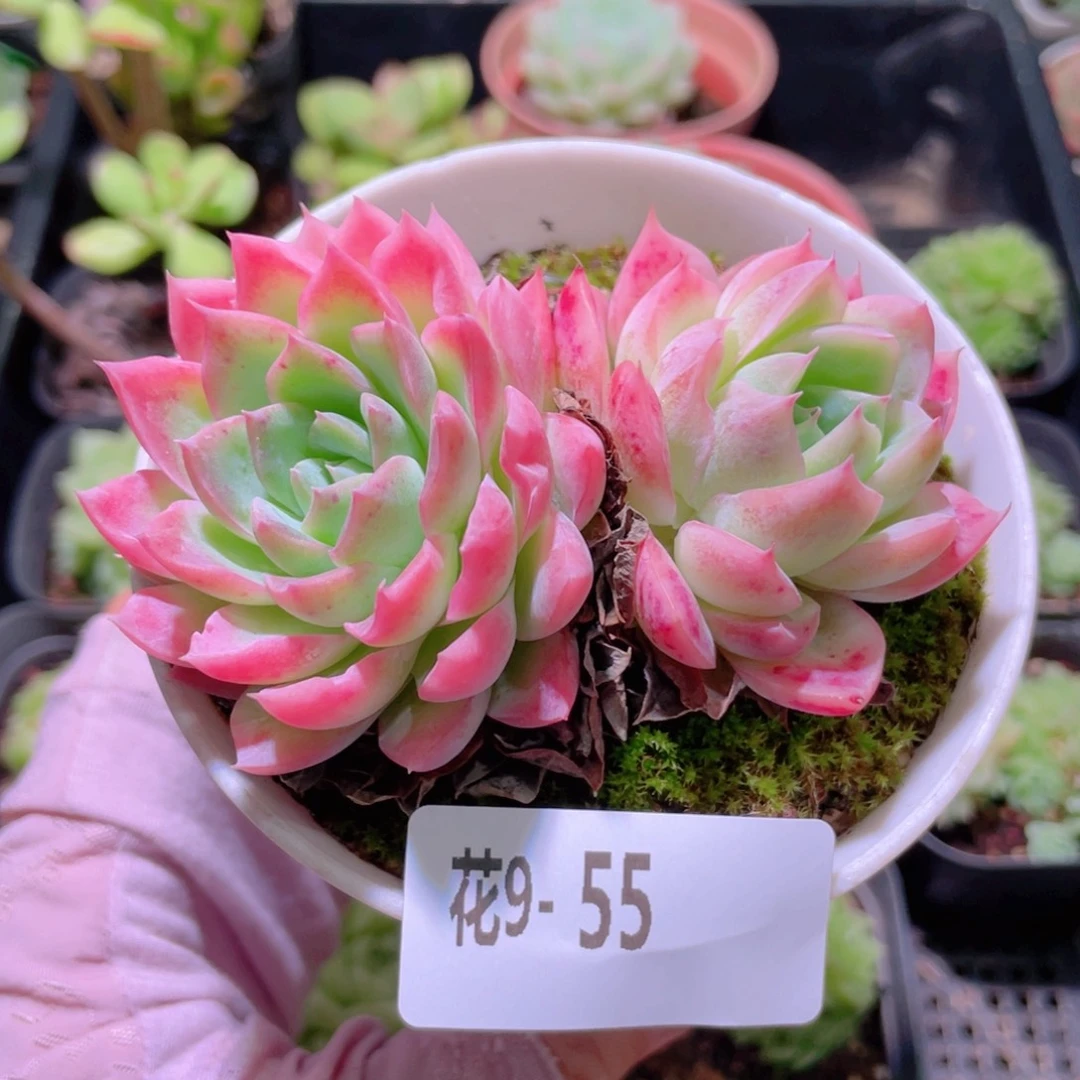 花利美9-55孤星双头