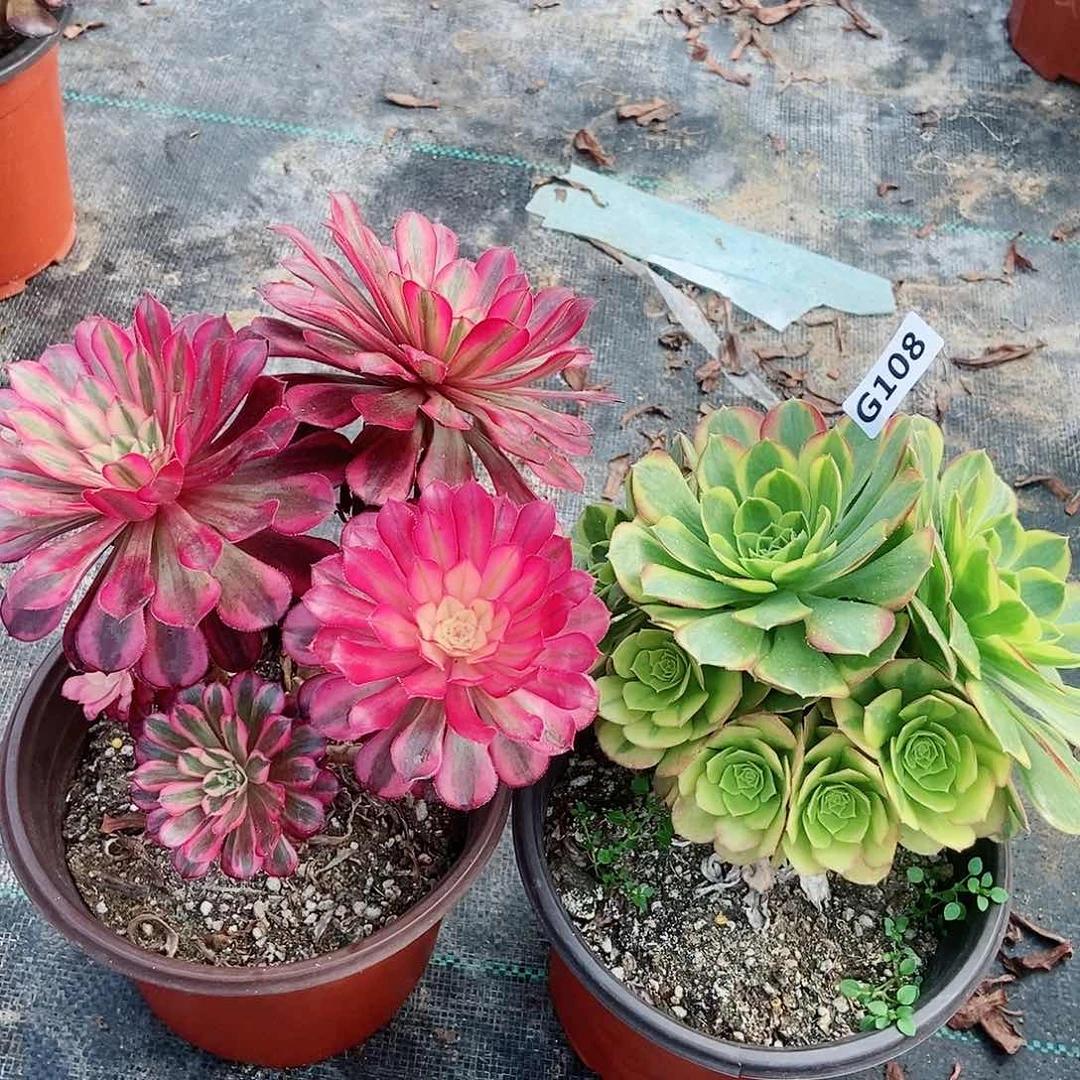 红陶108奶白黑铜白丛林小颗4多肉