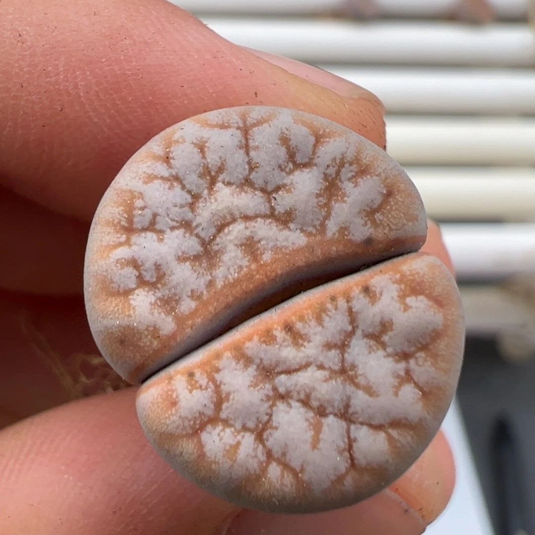 好看的多肉脱土发货752