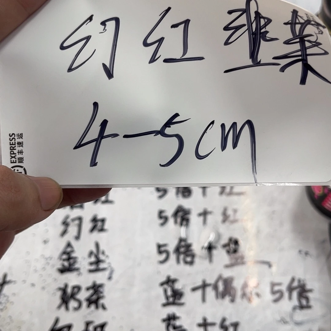 雷龙鱼小幻红雷龙