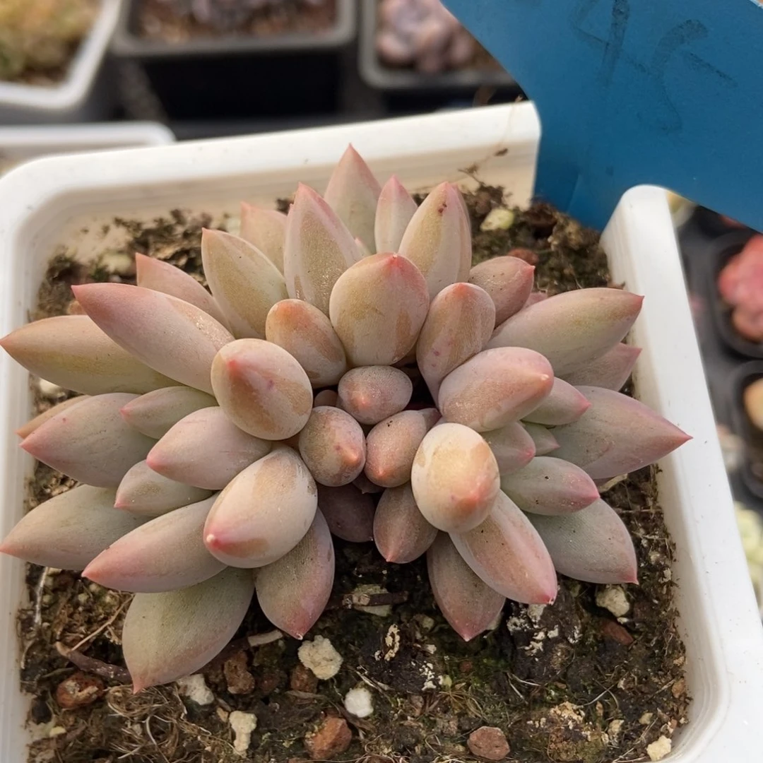 545车厘子多肉植物