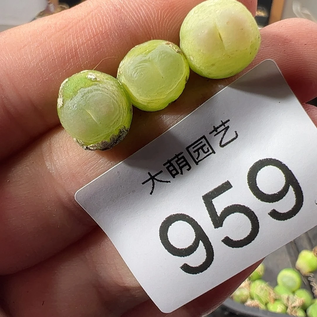 一物一拍有疤福利。 959