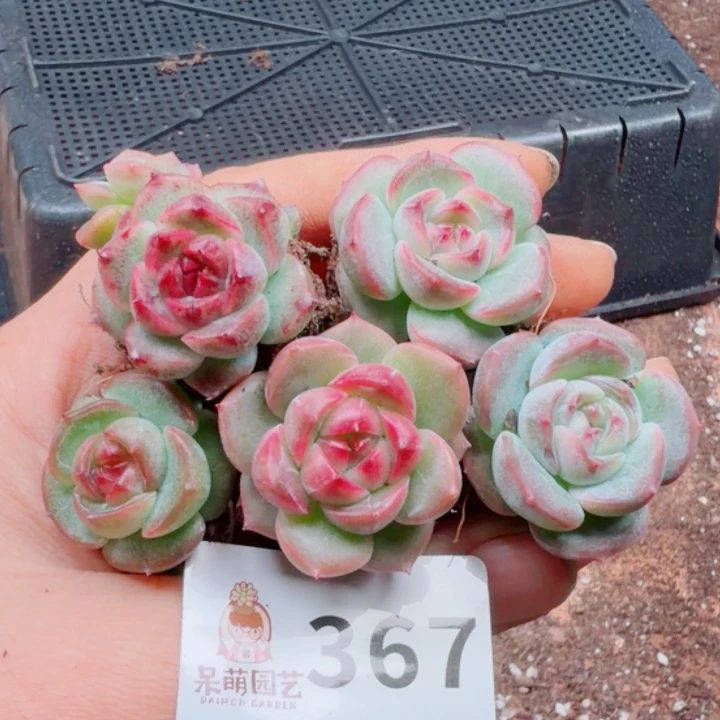 多肉植物多肉植物