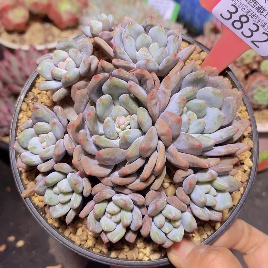 3832半夏多肉植物