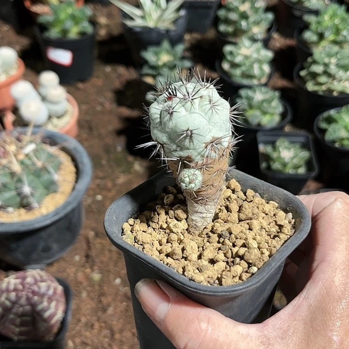 无花朵文*1，11111111