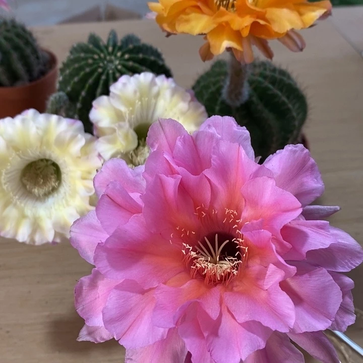 ?***?彩草仙人球系列