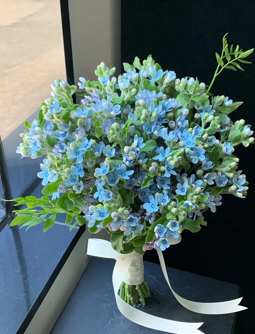 【花间】蓝星花1扎 云南基地鲜切花直发任意两单冷链发货