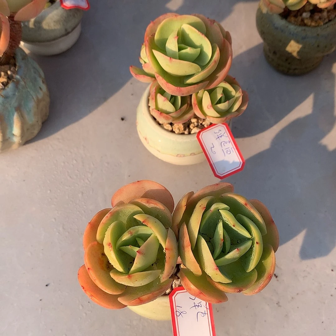 弹***纹鸡蛋碧桃多肉两颗