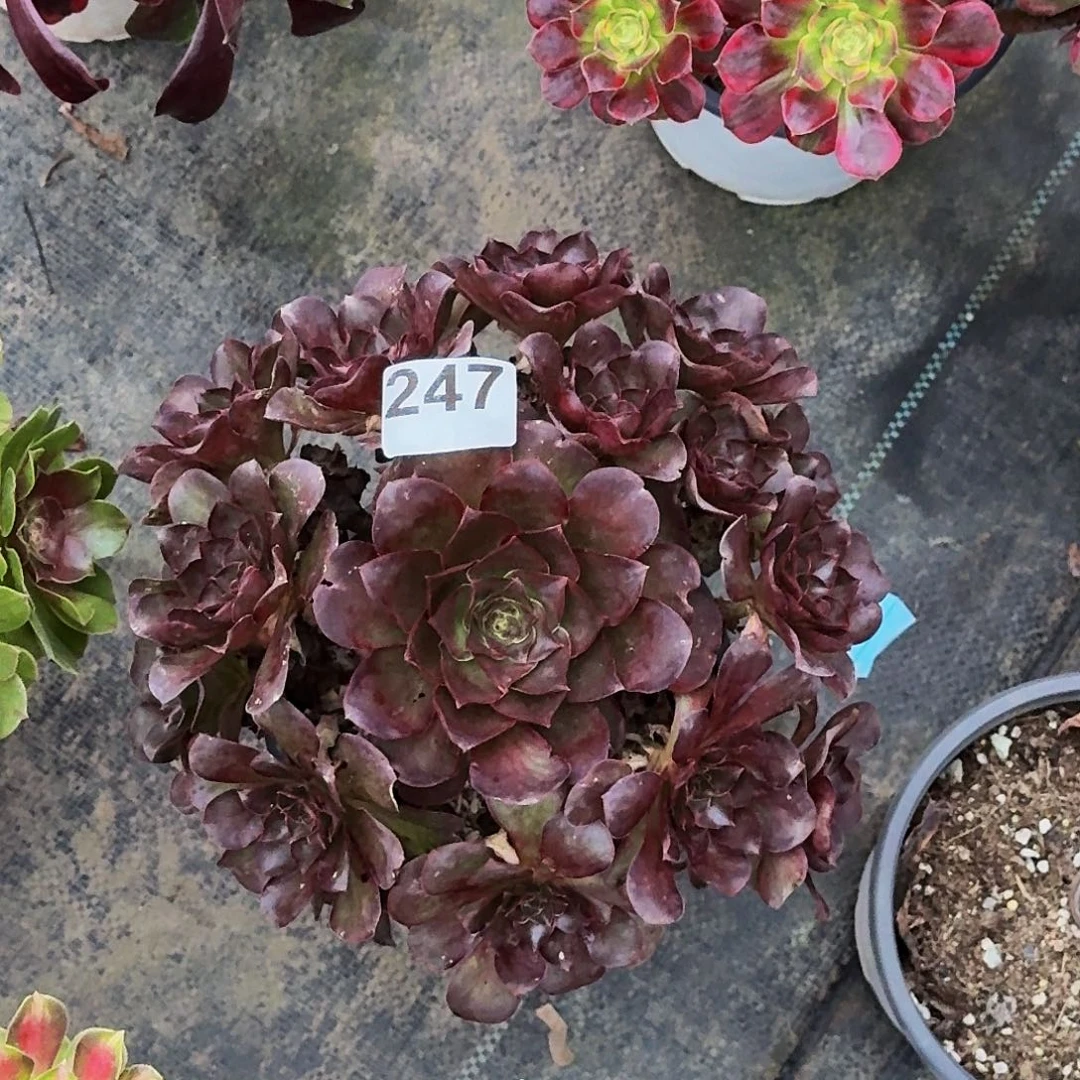 247魅金玫瑰冠服25公分以上