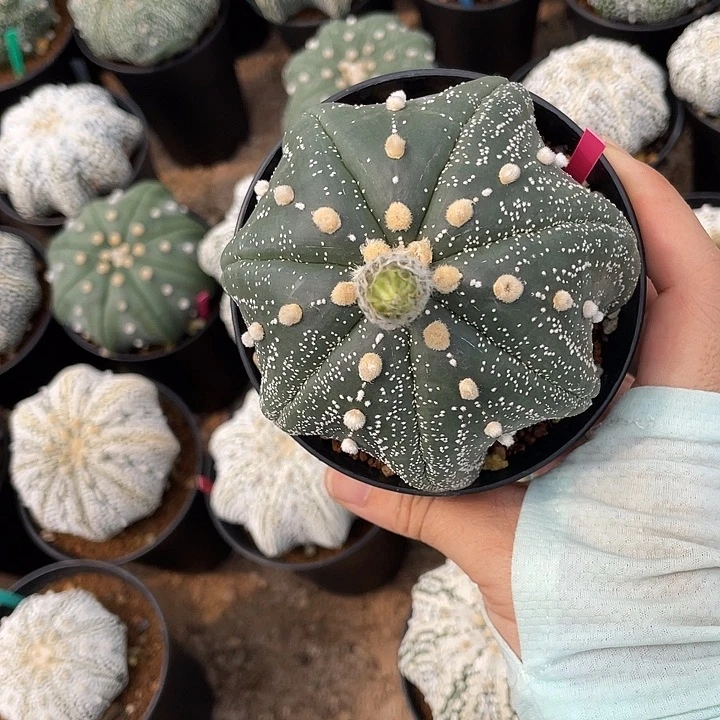 高脚琉璃海星瑕疵特价