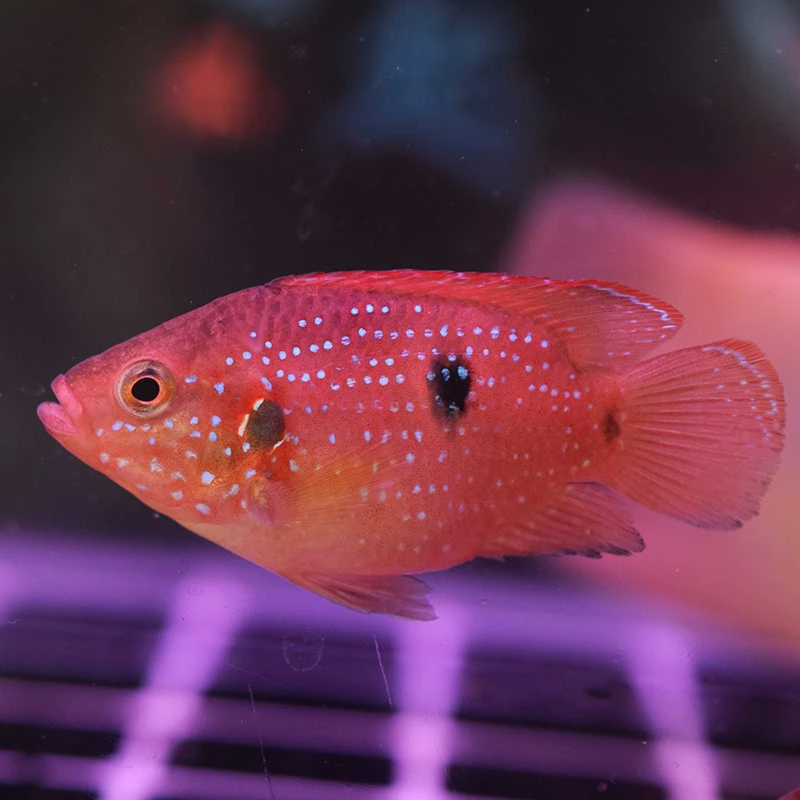 谁说水火不容？我养了一缸‘水中火’！血钻红宝石鱼太燃了！