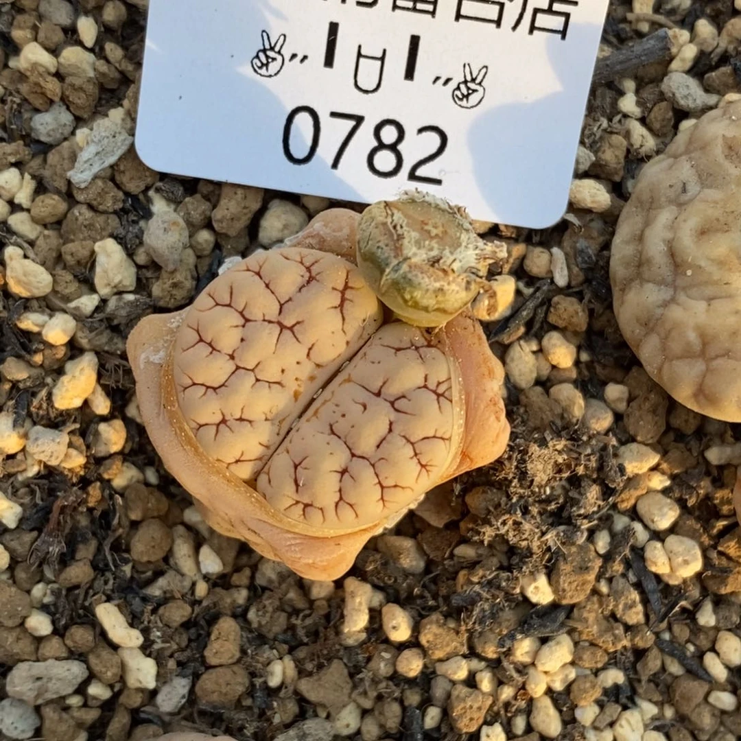 0782。零下拍保温。
