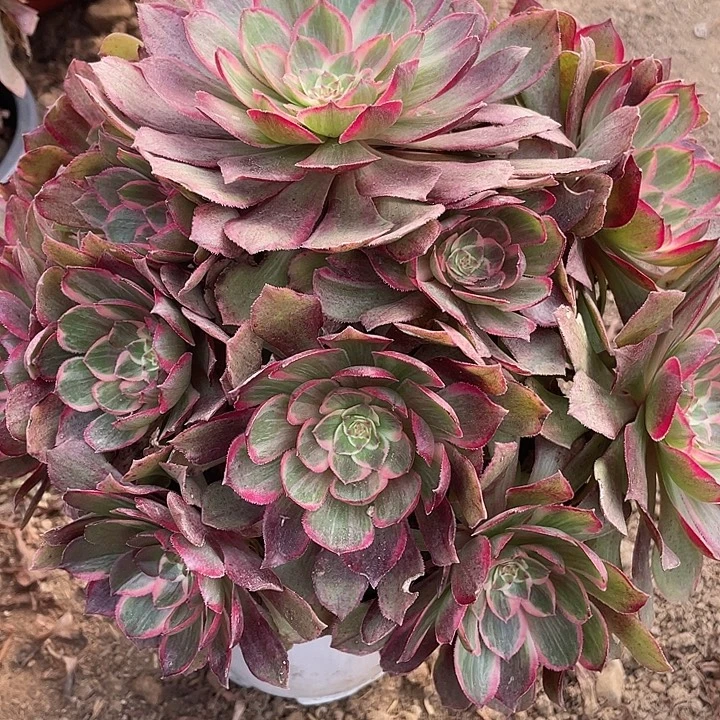 无花朵153莲花座多肉植物