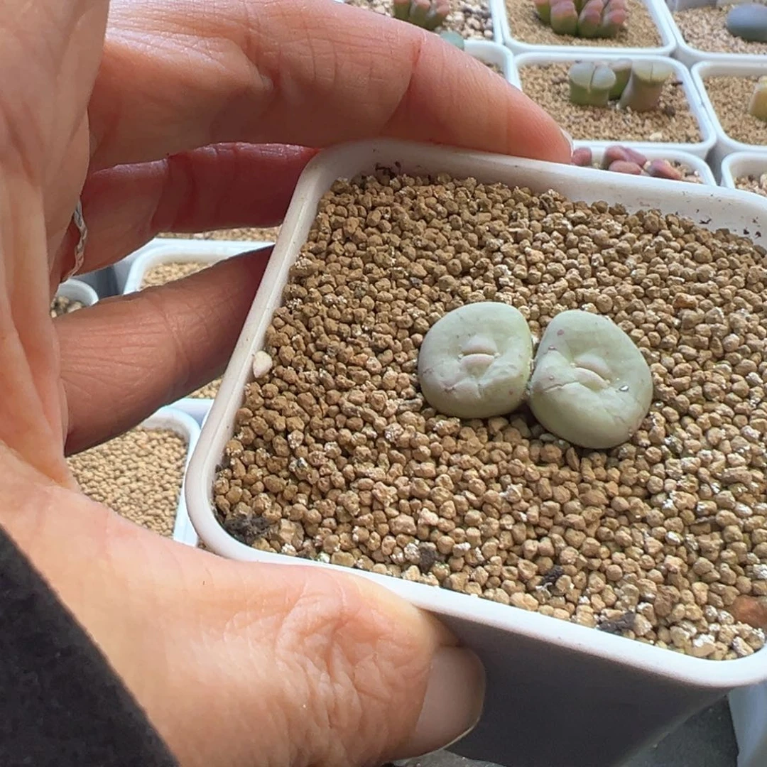 糖****豆豆豆专拍 肉锥植物