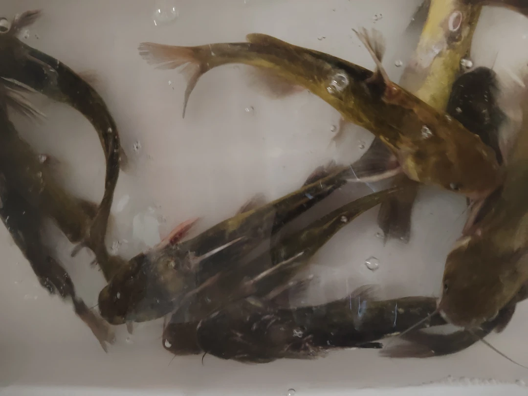 野生昂刺鱼，黄辣丁，冷链包邮