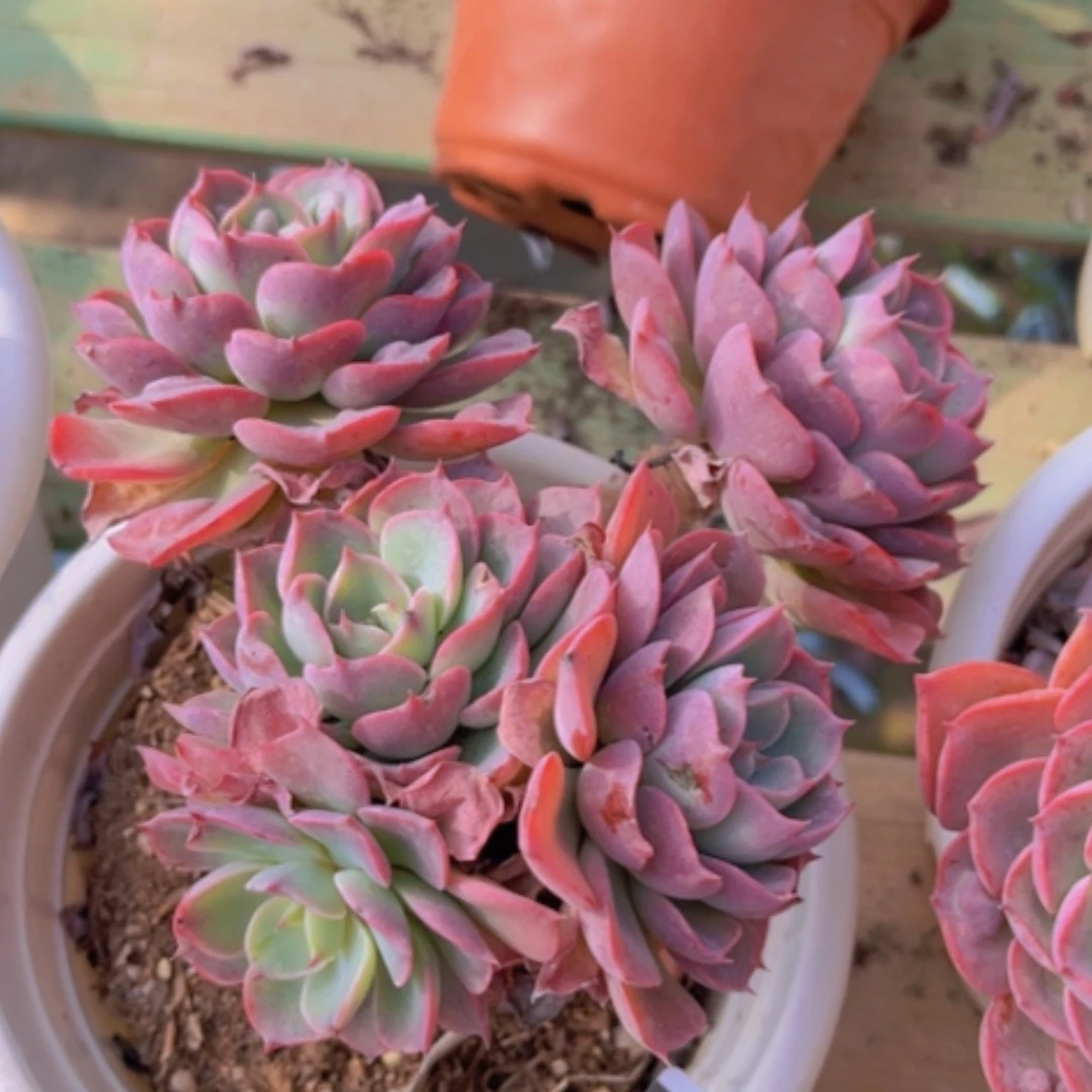 【闪购商品】雨滴06202