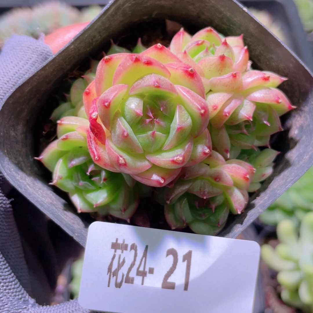 花利美24-21海王群