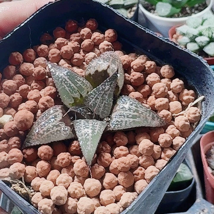 无花朵十二卷 实生手福利