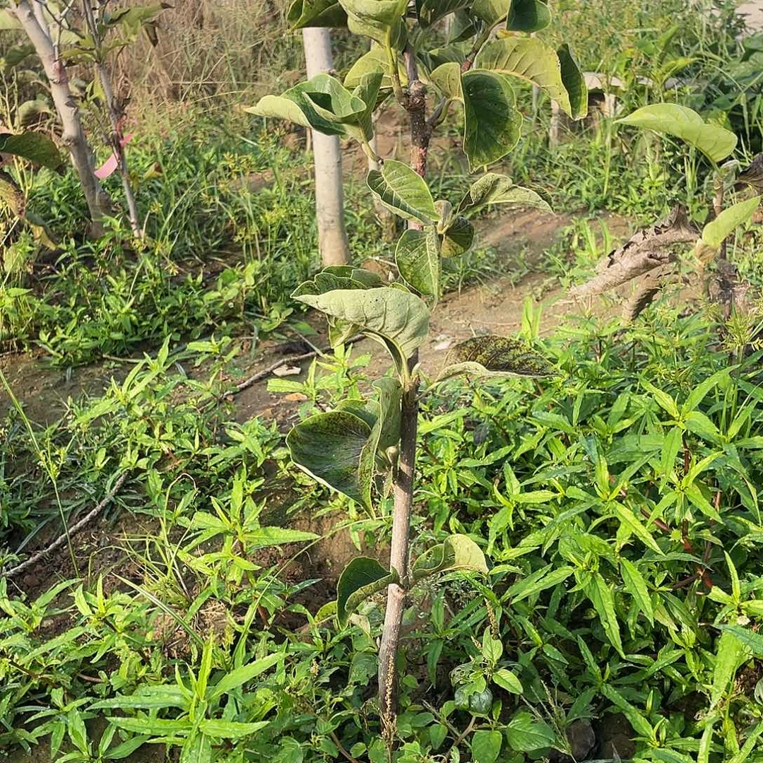 完全开放多季玉兰花