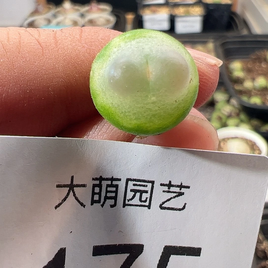 一物一拍。       175