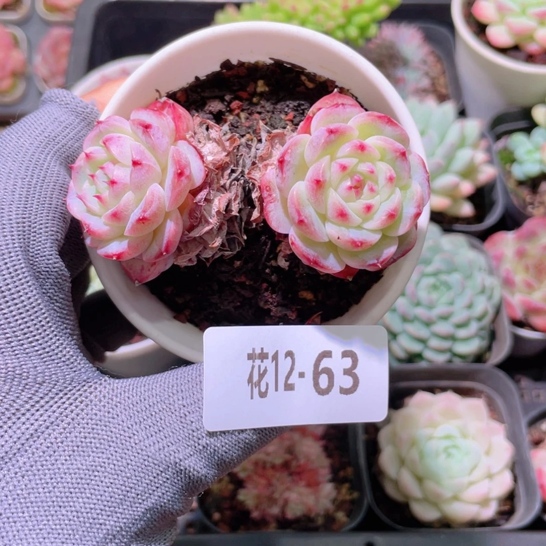 花利美12-63天鹅绒