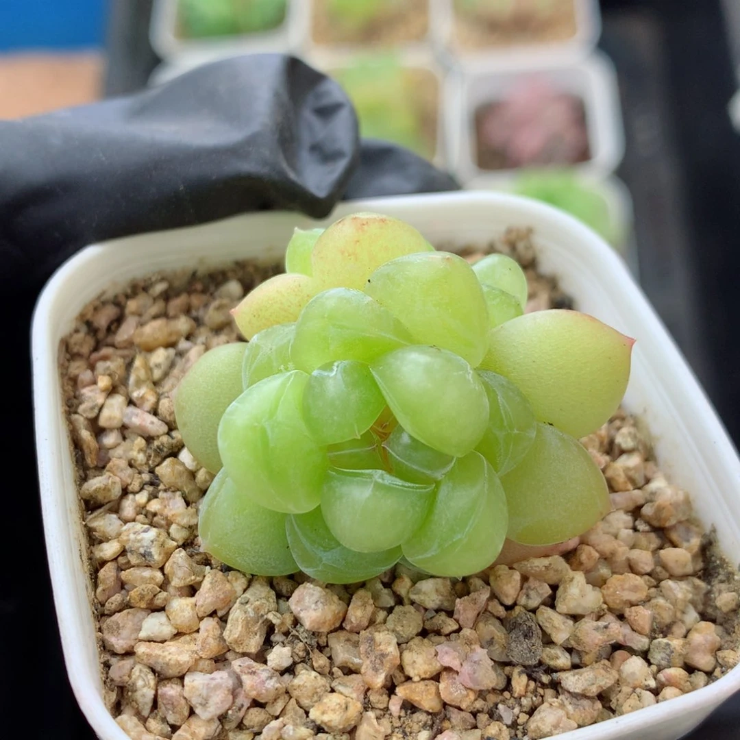 58包邮  群生不包整 珍妮155