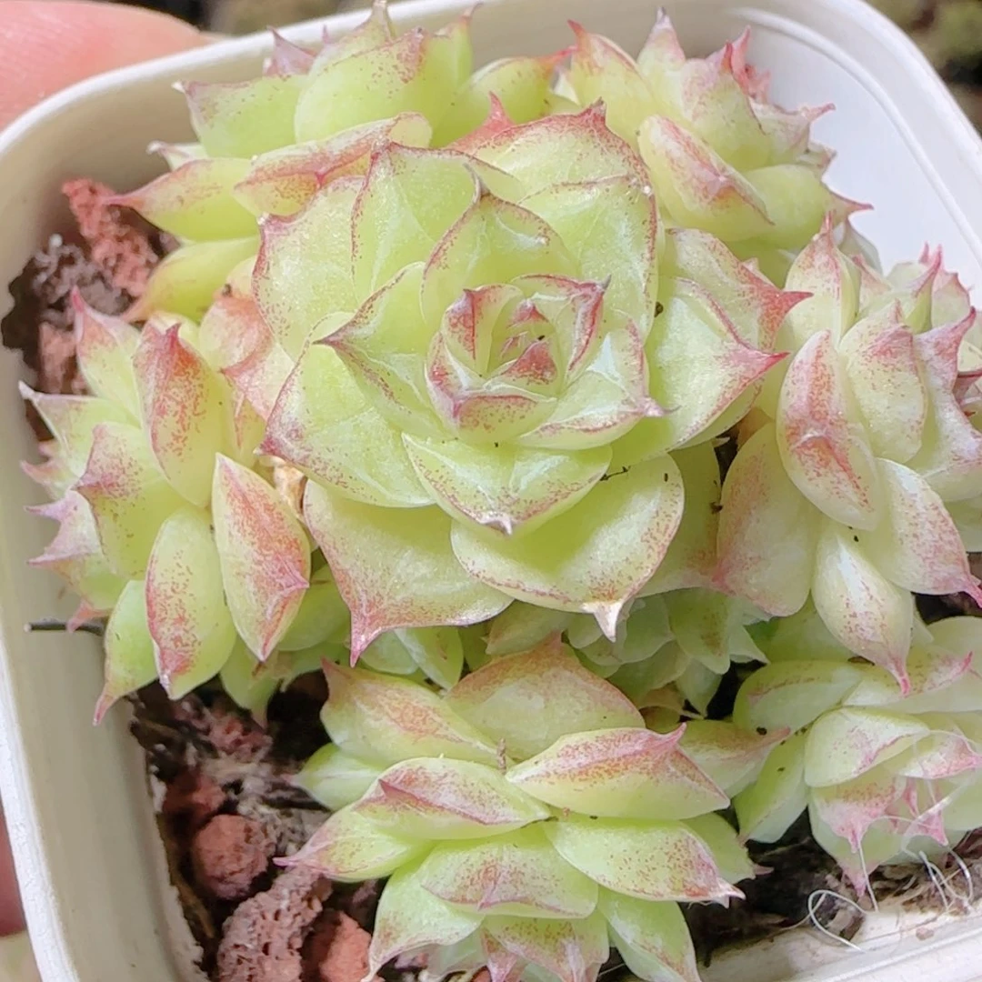 花语逸镜1111-438女王散