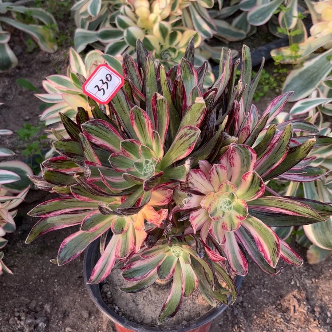 330多肉植物V锦锦