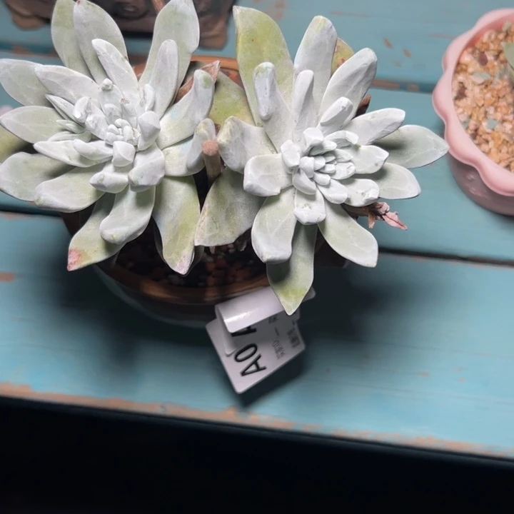象牙叶苹果叶～一物一拍009