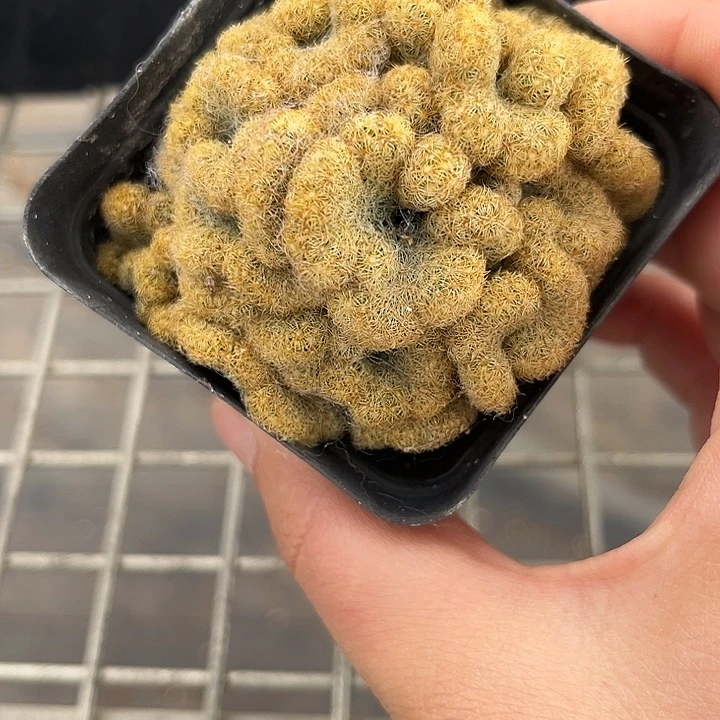 我也不知道我为什么要这样