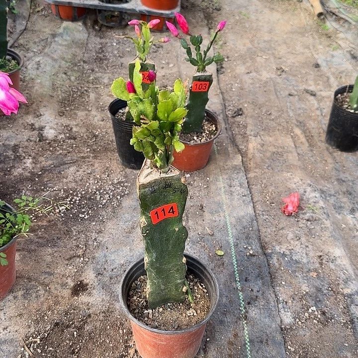 114嫁接蟹爪兰：紫橙双色（无花苞）