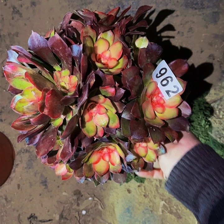 962香妃多肉植物处理不售后