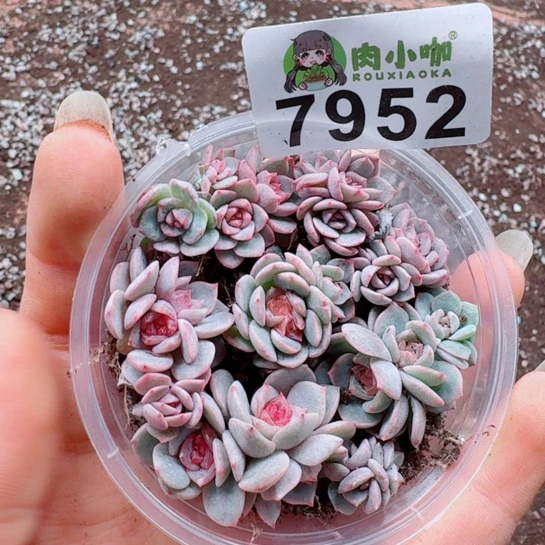 蓝***️多肉植物多肉植物