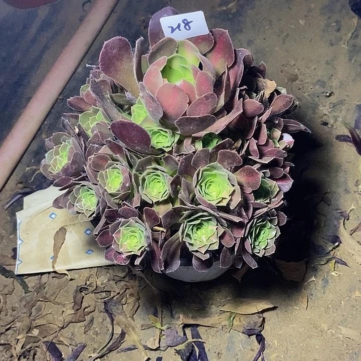 粉女巫中班阴阳218多肉不包断裸根