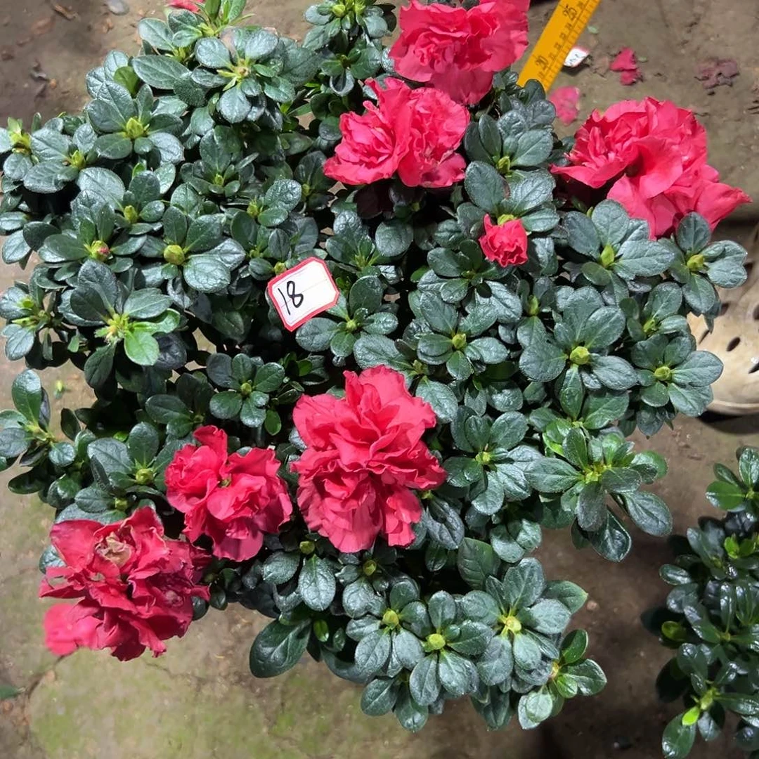 大部分花苞少量开放杜鹃花18