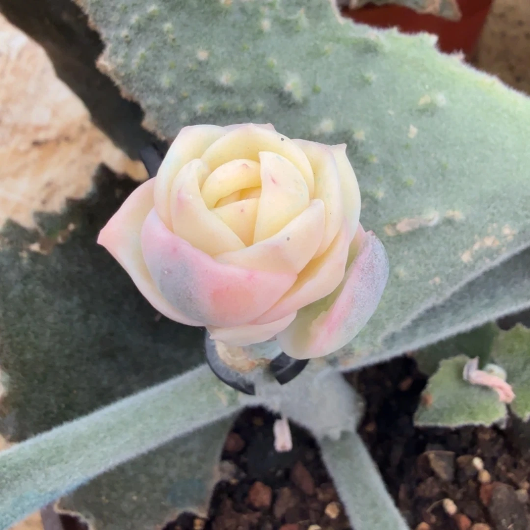 彩锦可爱玫瑰锦一刻的