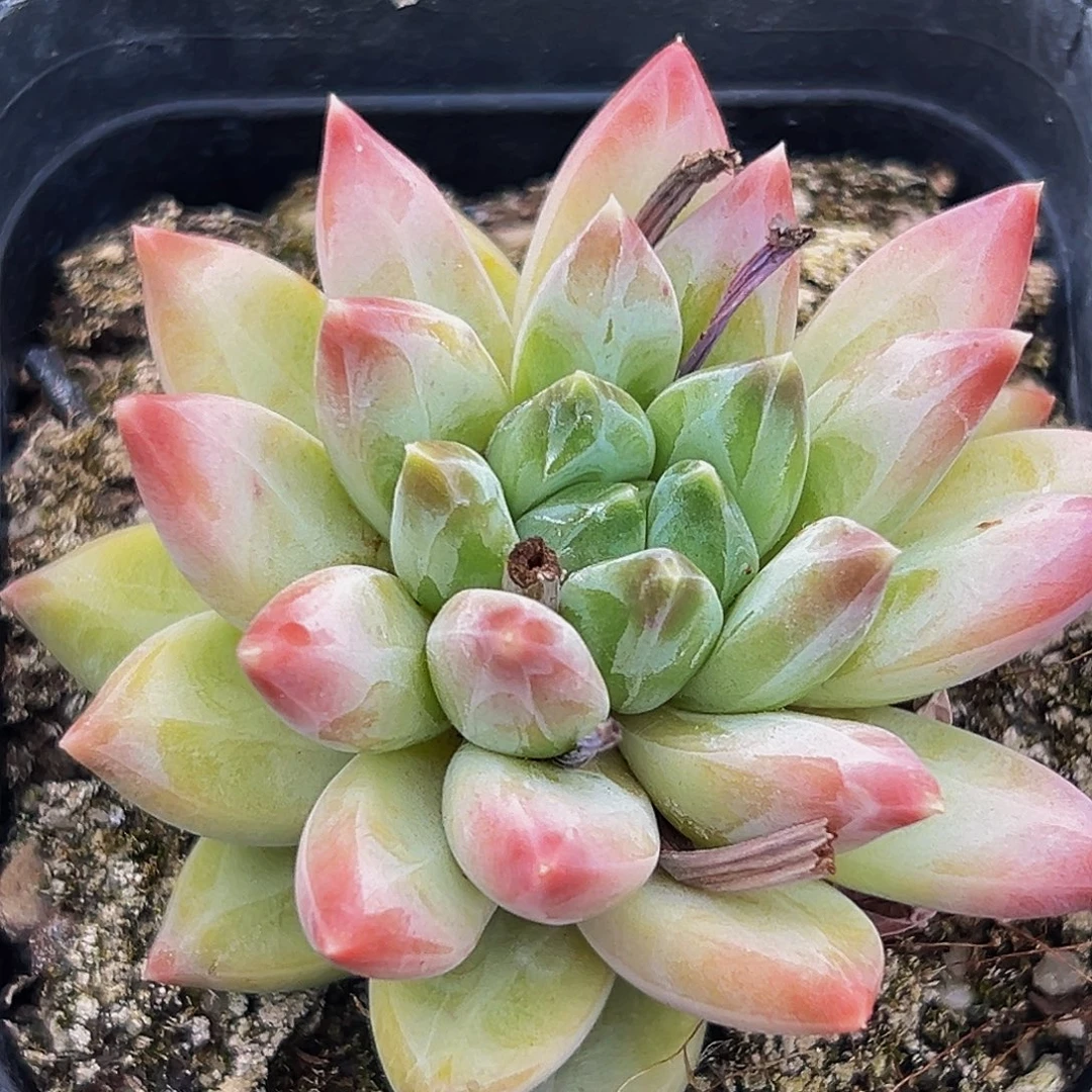 1颗美人系列多肉植物