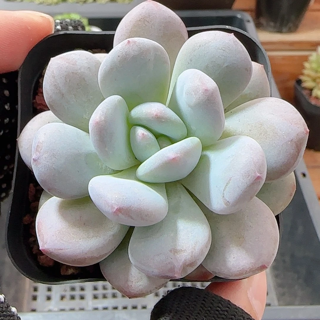 多肉0913-159龙纹麟