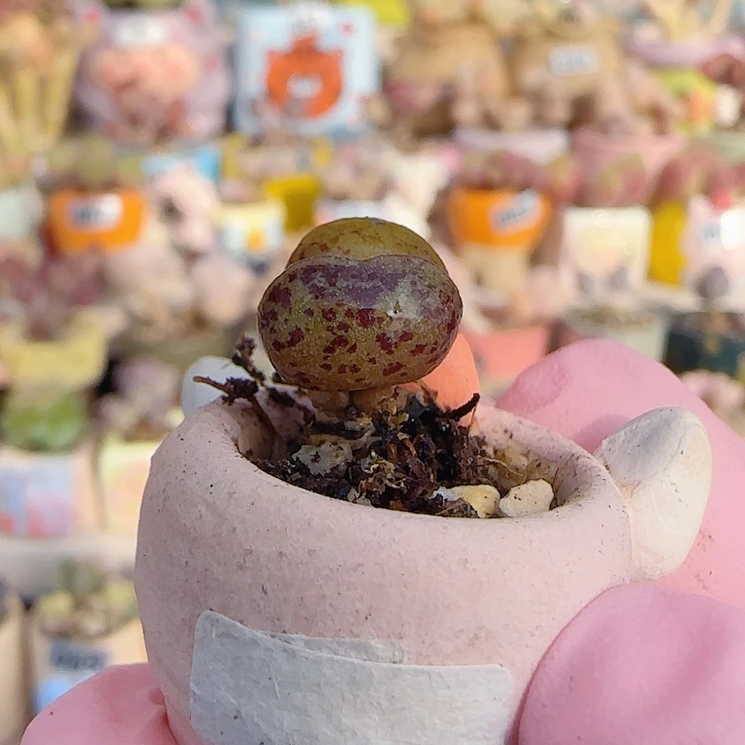 可爱黄金猫耳 盆口2cm