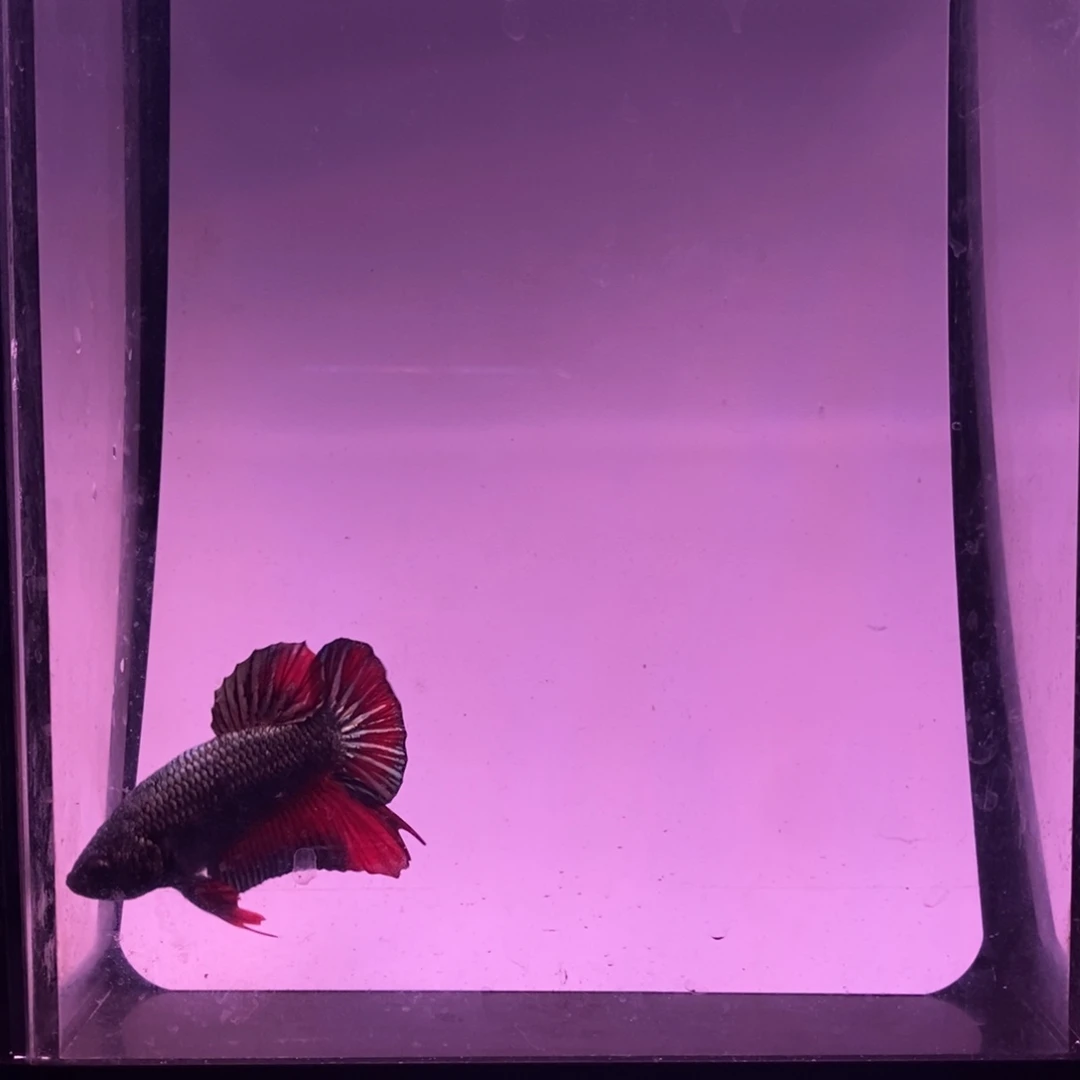 斗鱼你*哈哈哈哈哈哈哈哈