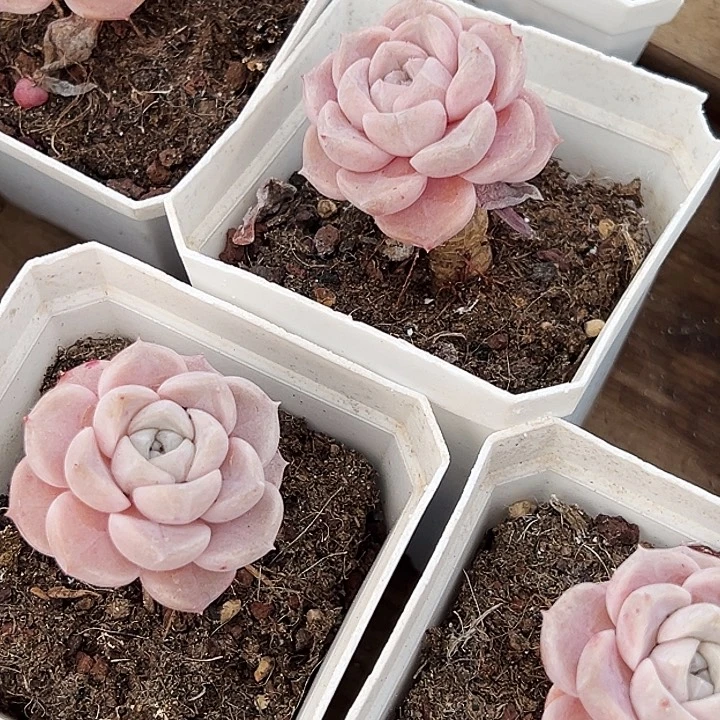 两盆        兔兔糖