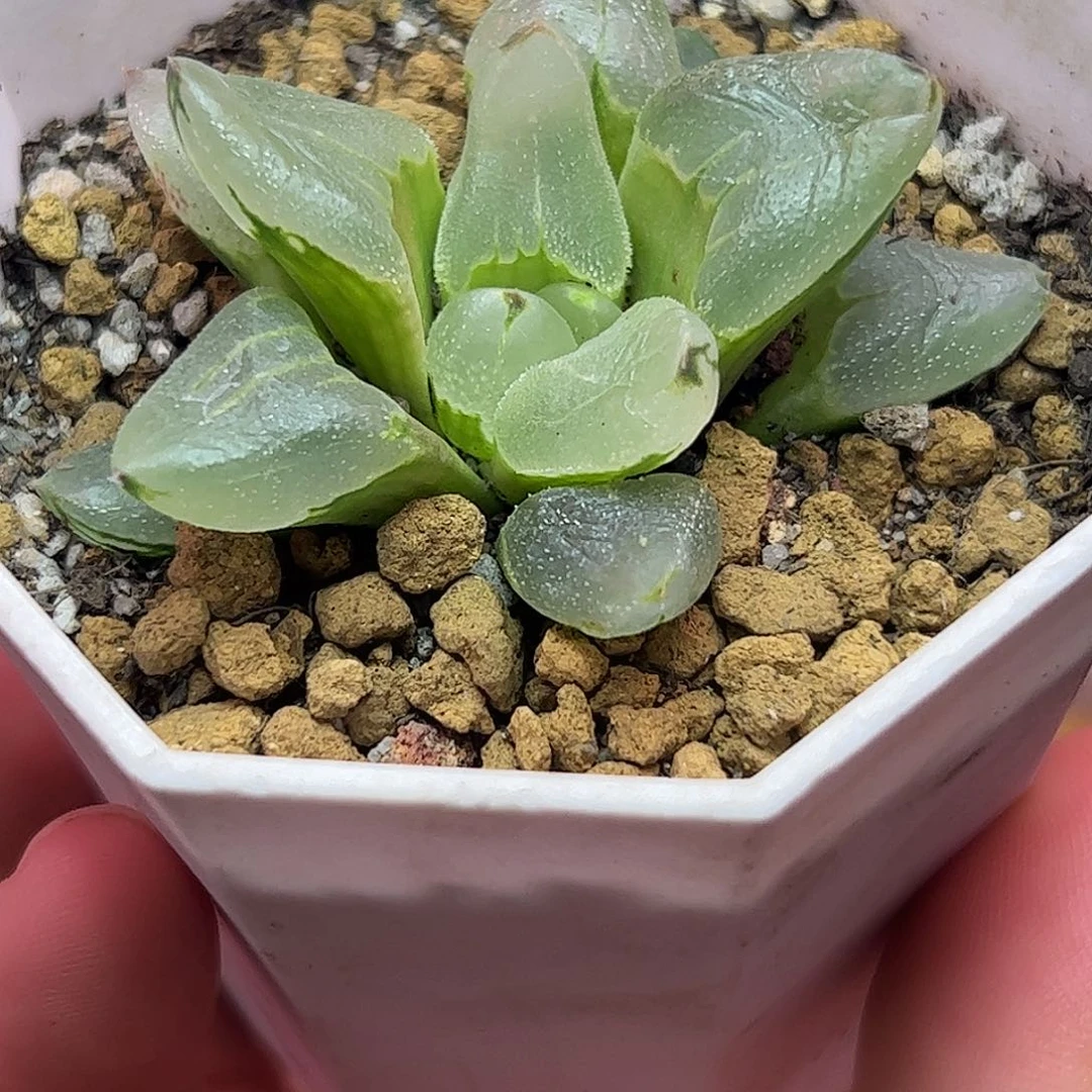 糯冰之舞五公分十二卷