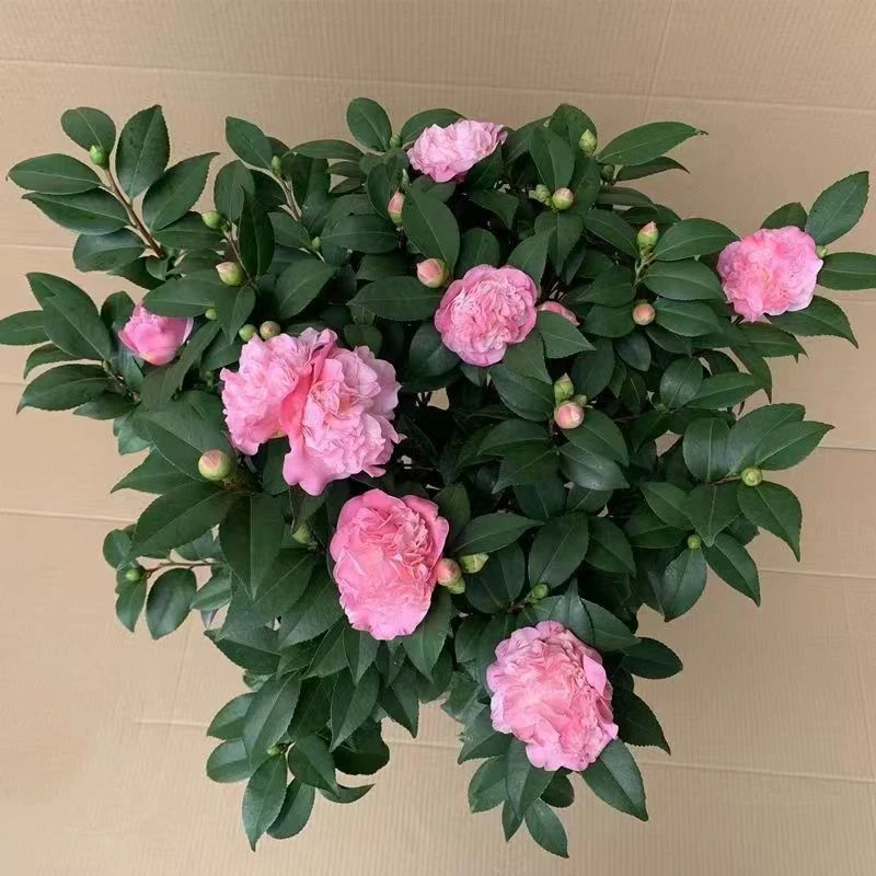 80-100cm正品老桩带花苞香妃山茶盆栽四季浓香型茶花室内阳台耐寒