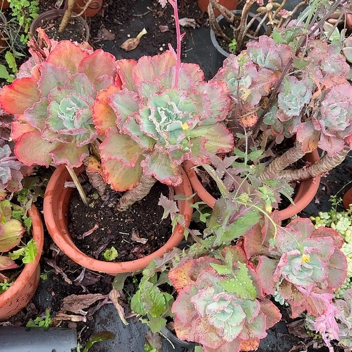 两头大包菜好养好活