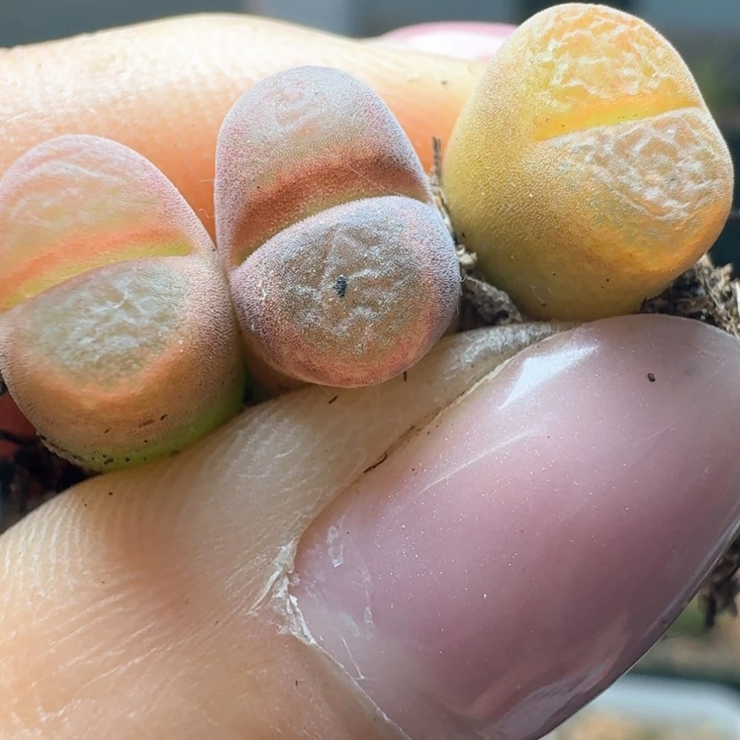 185三颗0000000000000