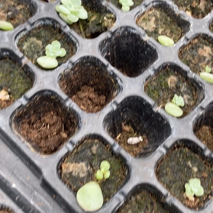 甜心p137芽苗一个多肉